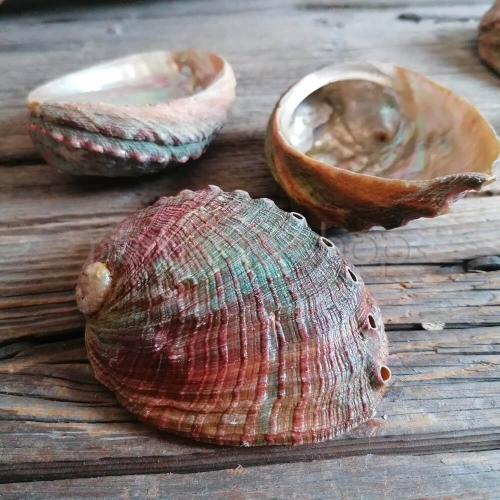 Palo Santo con mini Abalone