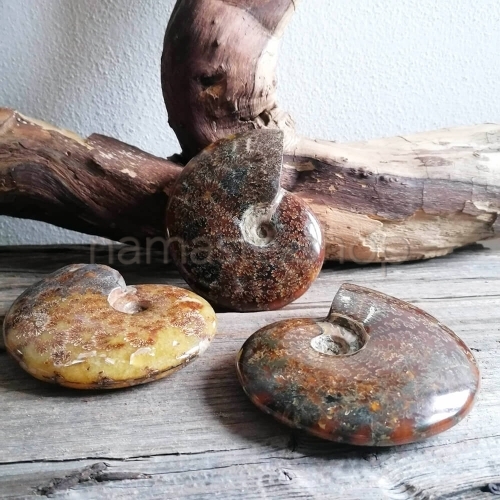 Ammonite Intera - Pietra Pachamama