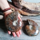 Ammonite Intera - Pietra Pachamama